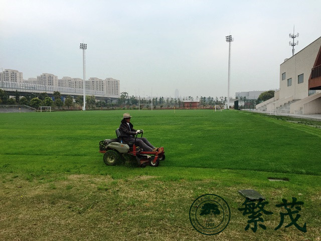 橄欖球場專業養護案例