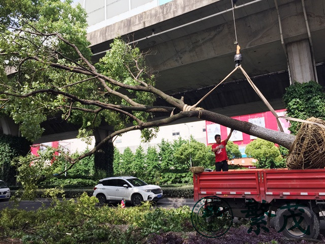 蘇州東環路某路段行道樹移栽工程案例