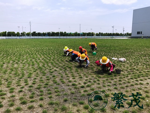 泰州某廠區綠化建設工程案例